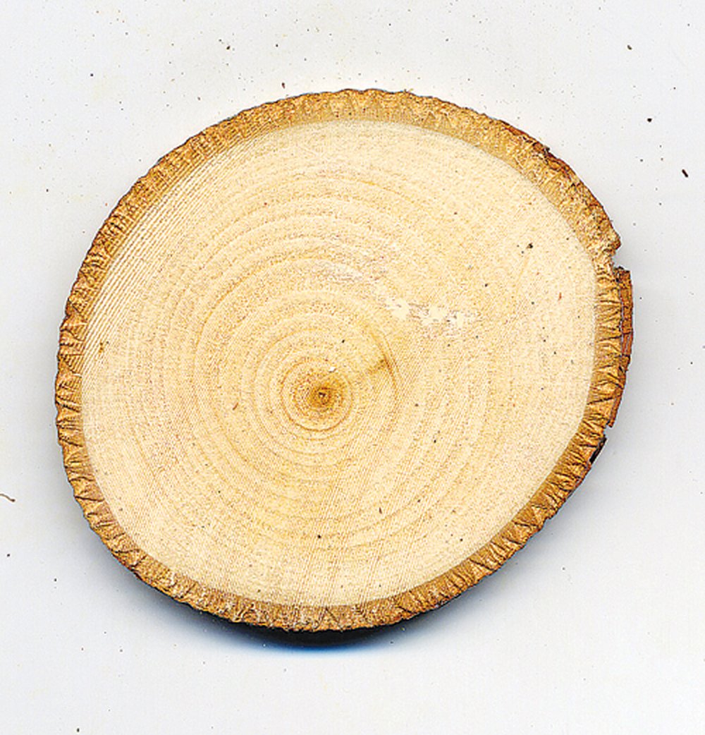 Picture of Basswood tree round